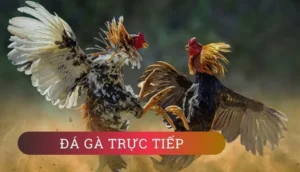 Bí Quyết Cá Cược Đá Gà GA28 Tại 88CLB Luôn Thắng
