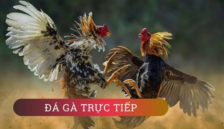 Bí Quyết Cá Cược Đá Gà GA28 Tại 88CLB Luôn Thắng